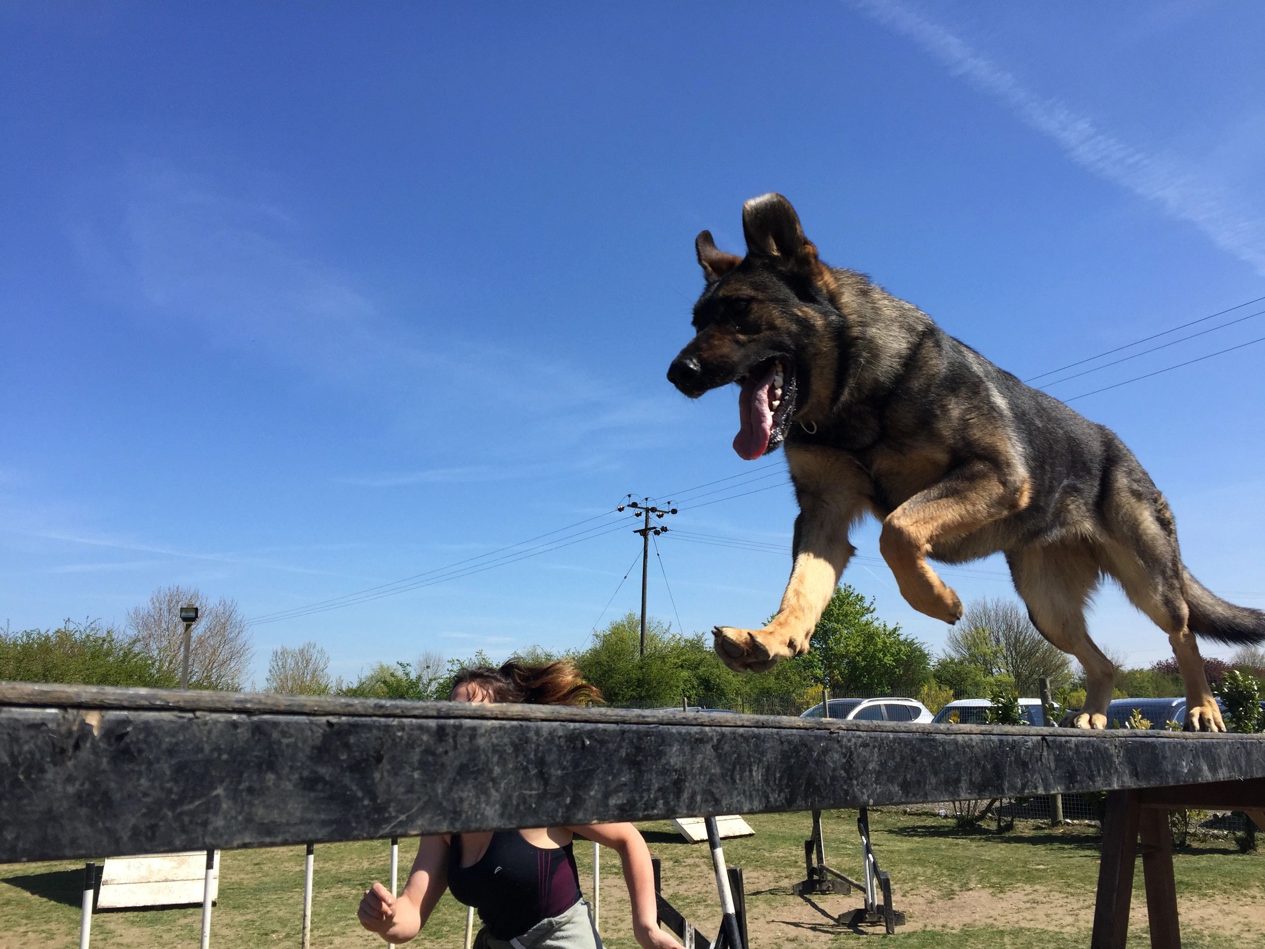 German Shepherd on Dogwalk