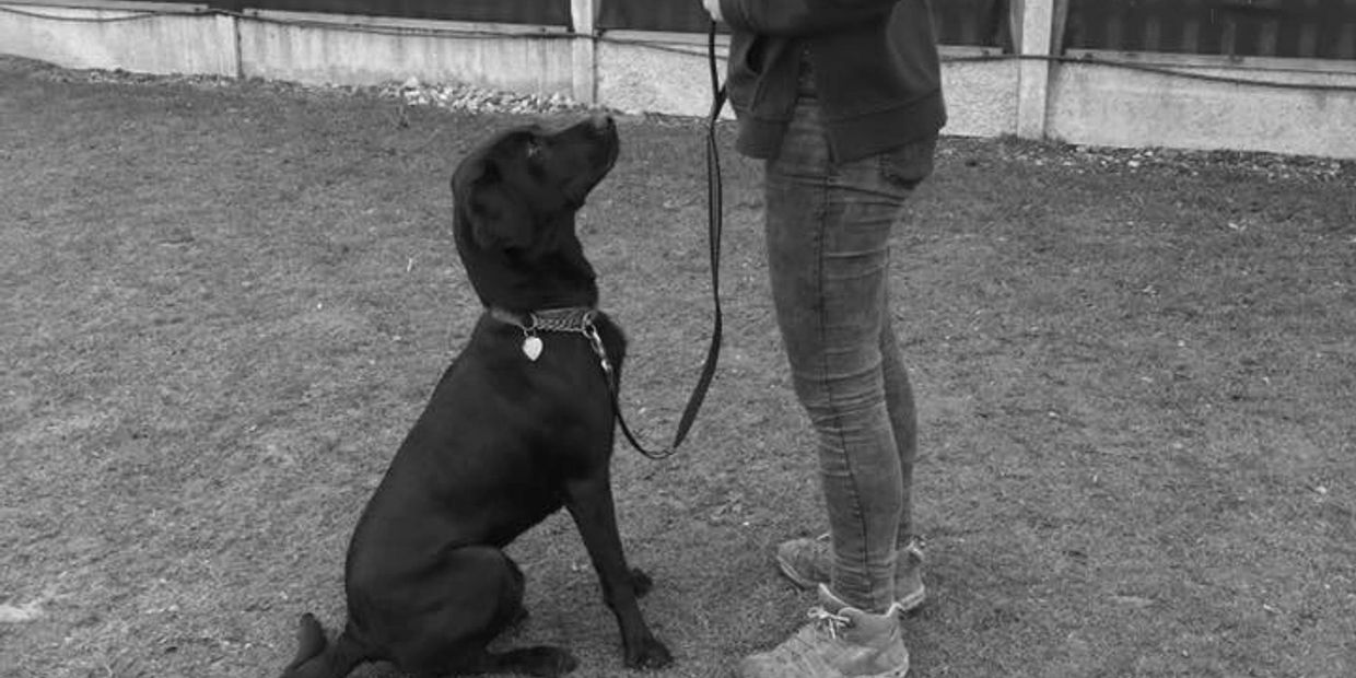 Dog Training at DTCE - Labrador sitting in a presentation during obedience class in Essex