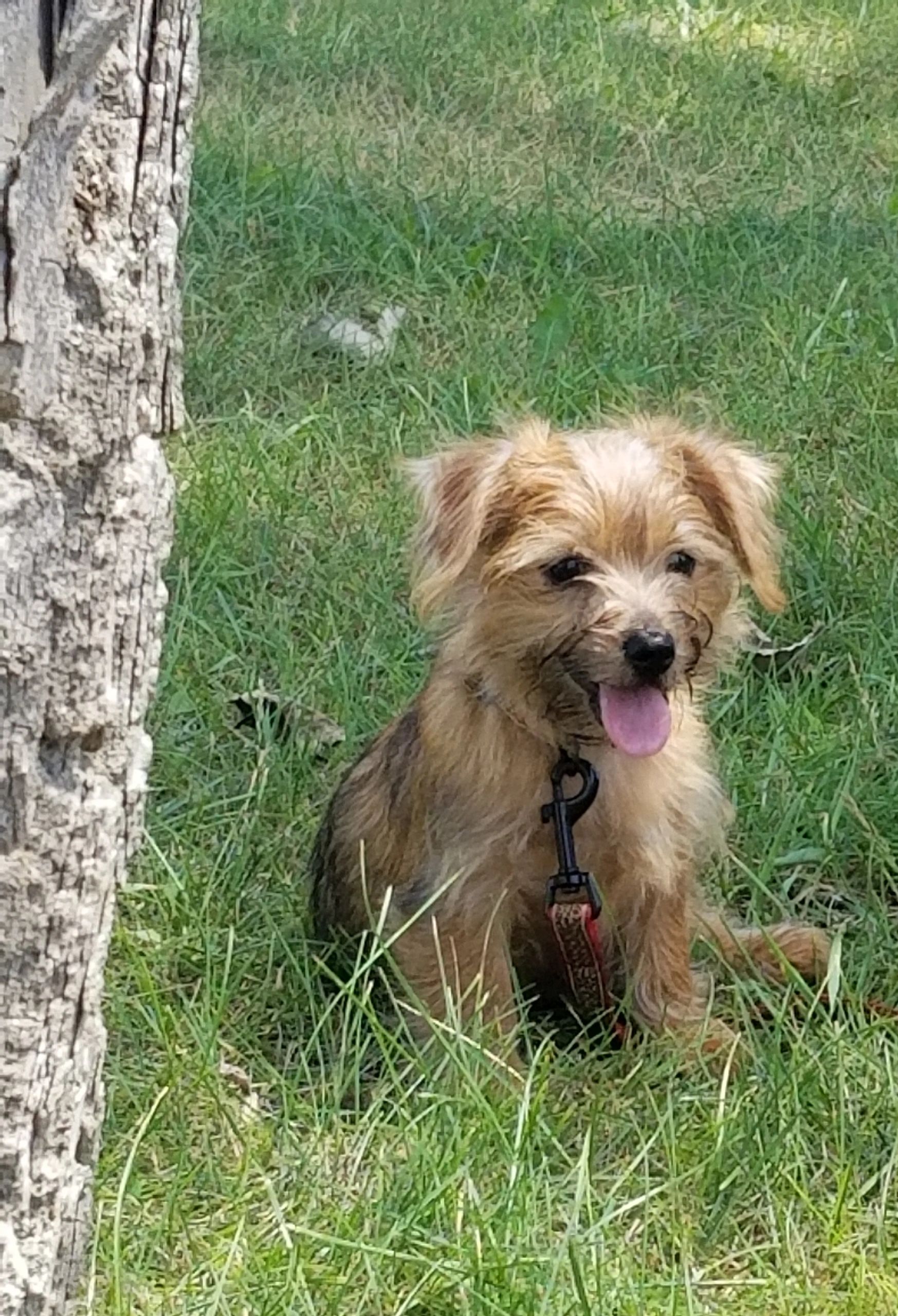 Kennel - Kingstead Norfolk Terriers