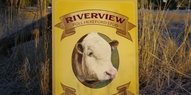 Hand painted rural property sign with cow's head illustration for Riverview Stud in northern NSW.