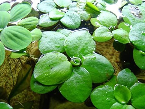 Amazon Frogbit