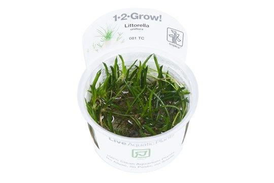 culinary sage plant Robert Grimm Dwarf Culinary Sage