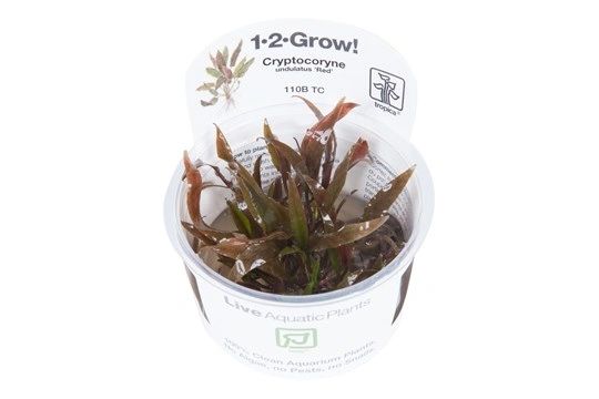 Tropica 1 2 Grow Tissue Culture Cups