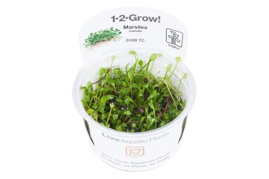 Tropica 1 2 Grow Tissue Culture Cups