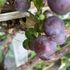Grow your own grapes