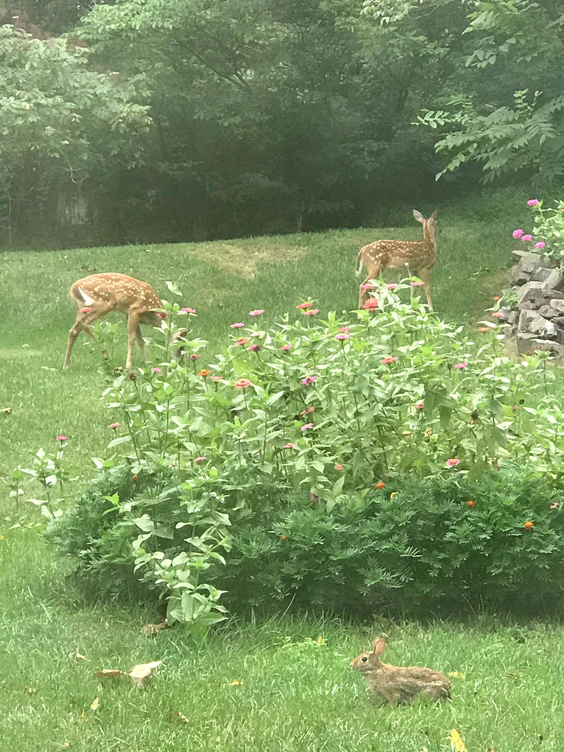 Stop Deer From Eating Your Cantaloupe   Instantly! - bm9p6qy
