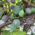Grow organic grape vines