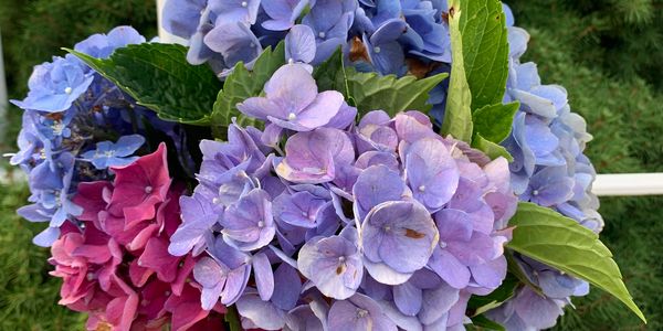 Learn to grow Hydrangeas and how to change colors of the hydrangea flower blooms 