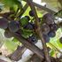 How can I grow organic grapes