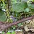 Learn how to grow your own grapes