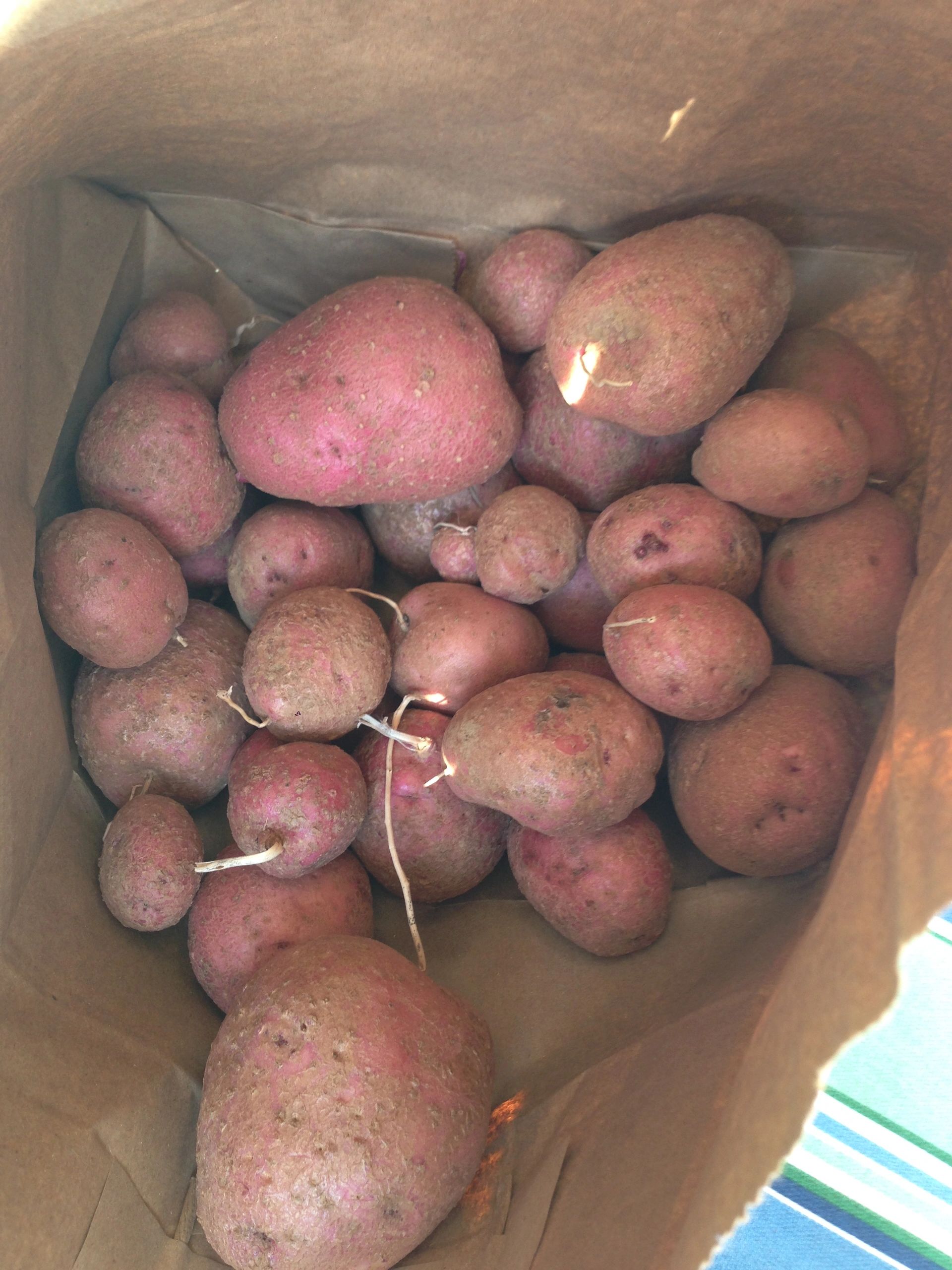  How to grow Red Potatoes, Purple Potatoes &Sweet Potatoes, Garden Mom, Garden-Mom, Garden Blog, Veg