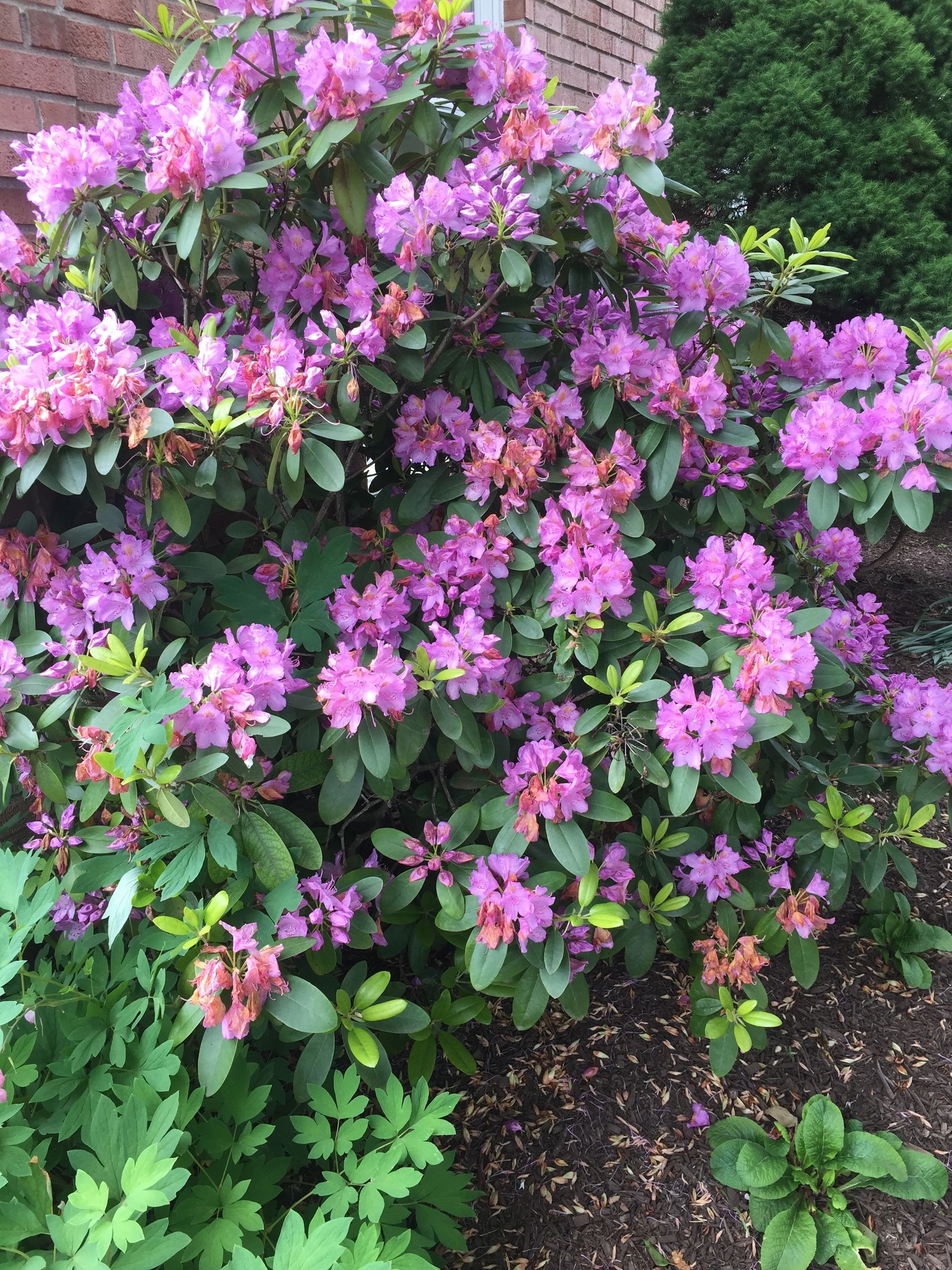 Ornamental Flowering Shrubs