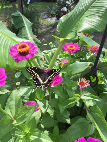 black swallowtail