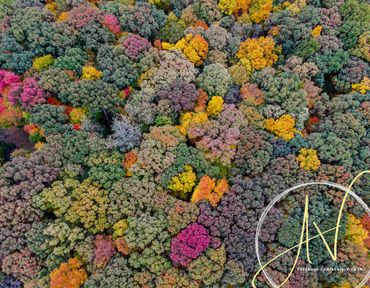 View above vibrant fall trees in Huron Township, Michigan