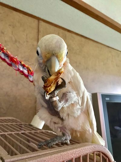 goffin parrot