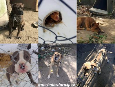 former chained neglected dogs whom we have rescued
