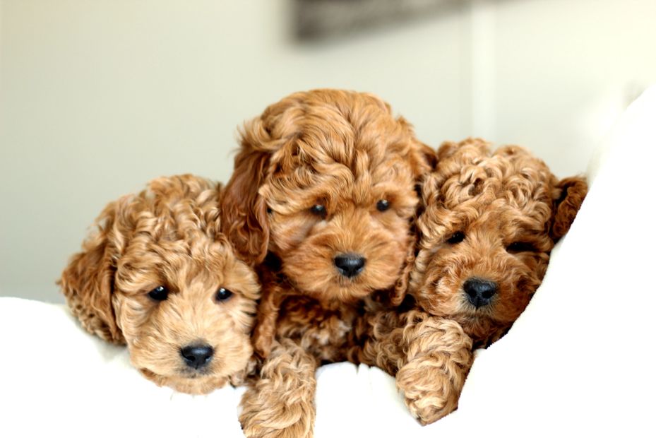 Golden River Puppies Miniature Goldendoodle