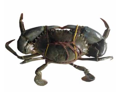 Live Mud Crab 200 - 250g