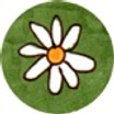 Wild Daisy Art