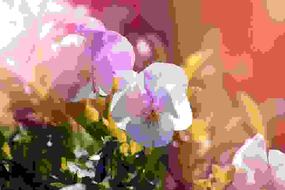 image26