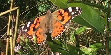 Painted Lady native butterfly pollinator in a meadow