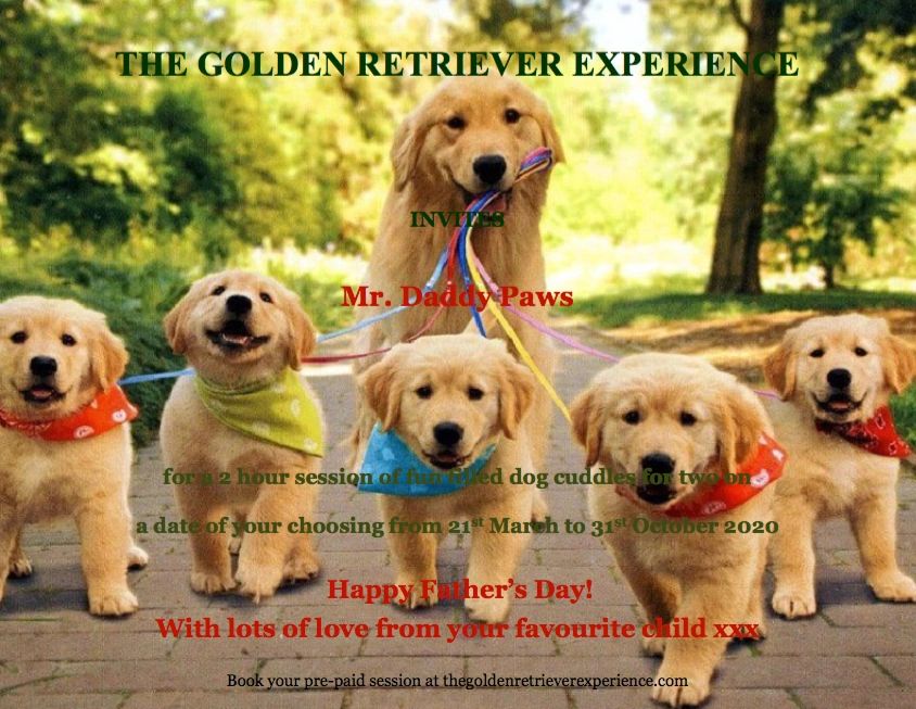 The Golden Retriever Experience