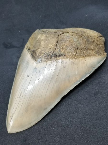 #0815 Odd shaped Huge Aurora Megalodon shark tooth | High Quality