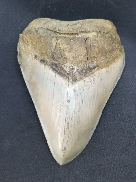 #0815 Odd shaped Huge Aurora Megalodon shark tooth | High Quality