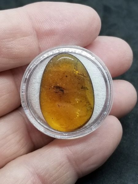 #0835 Cretaceous age Fly in Amber