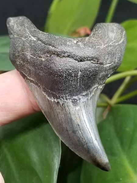 dinosaur shark tooth found