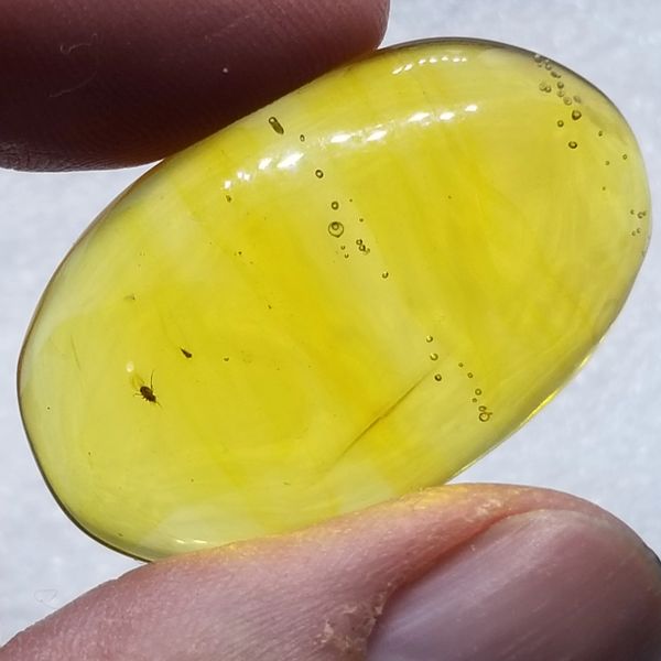#0876 Dominican Amber with Fly and Enhydro
