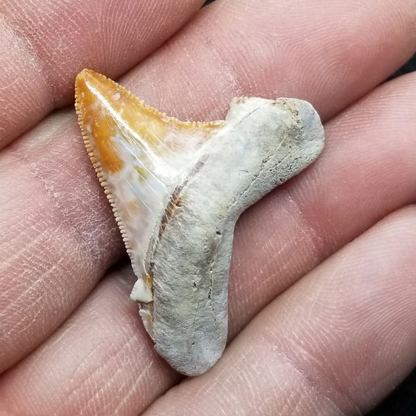 #0881 Mottled colored Angustidens shark tooth