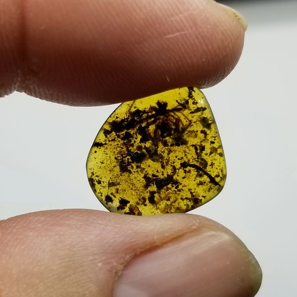#0909 Huge 8mm Cretaceous age spider in amber
