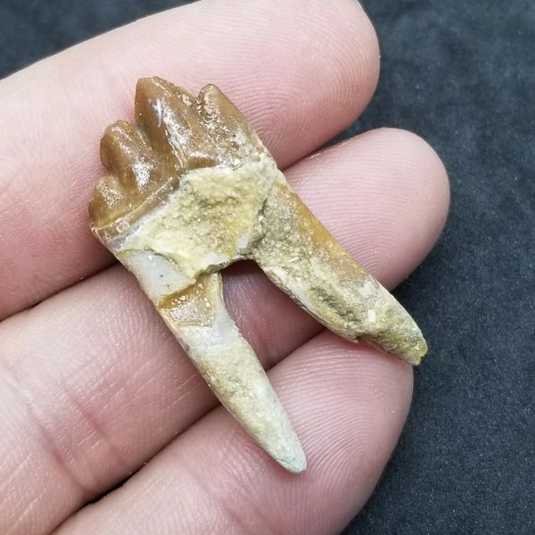 #0926 Baby Basilosaur Tooth Morocco