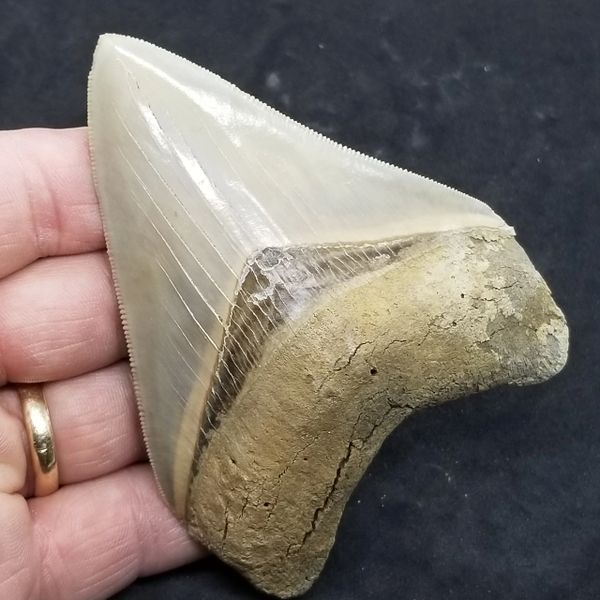 #0937 Beautiful colored Aurora Megalodon shark tooth