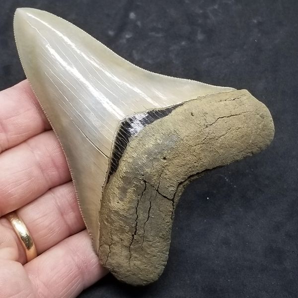 #0938 Stellar Medium size Aurora Megalodon shark tooth