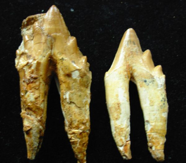 Associated Pair of Peruvian Durodon sp. Fossil Whale Teeth