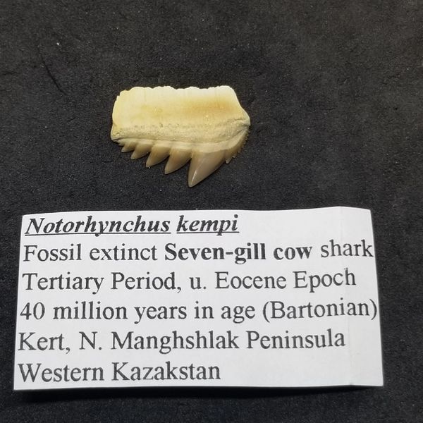 #1032 Notorhynchus kempi, lower, Kazakhstan