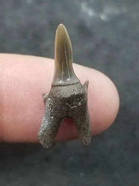 dinosaur shark tooth found