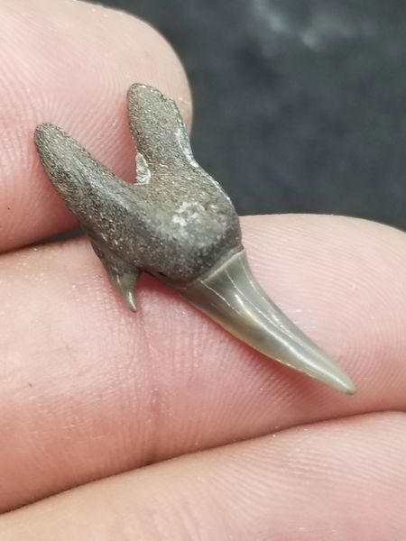 dinosaur shark tooth found