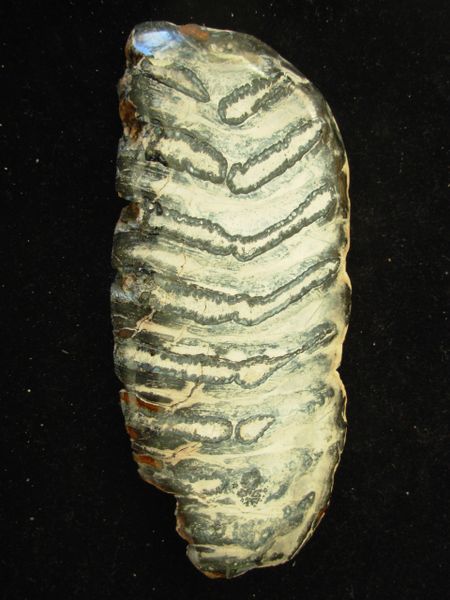 Polished Mammoth tooth Slice Florida