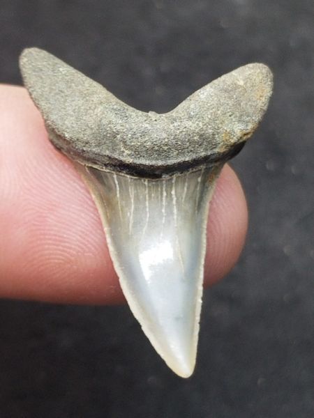#1050 Belgian Isurus retroflexus shark tooth