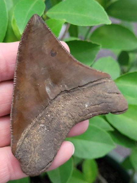 #1076 "Red Site " lateral Megalodon shark tooth