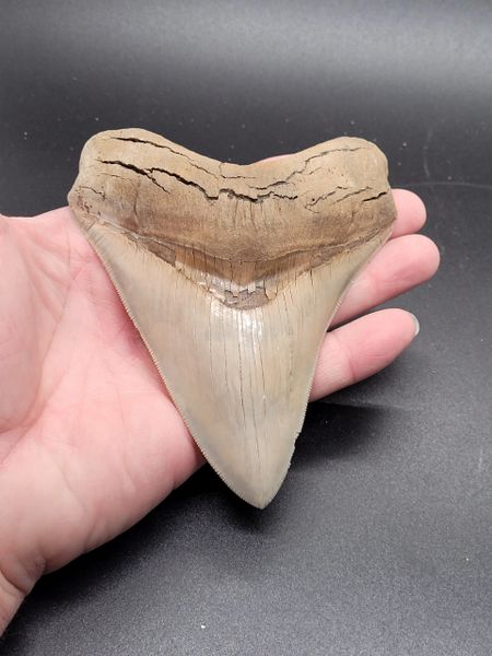 #1080 large Aurora Megalodon shark tooth