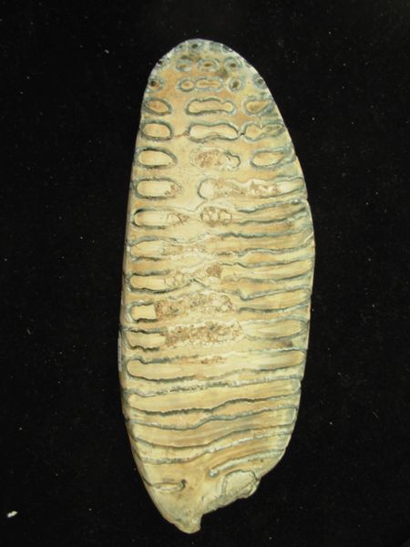 Gorgeous Polished Mammoth Tooth Slice