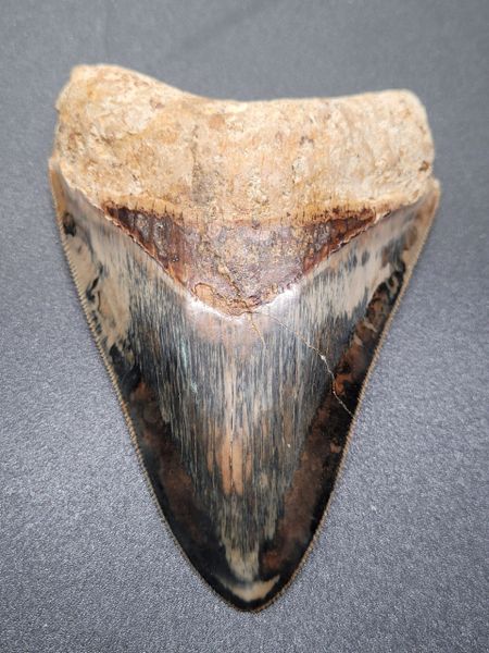 #1085 killer colored Indonesian Megalodon shark tooth