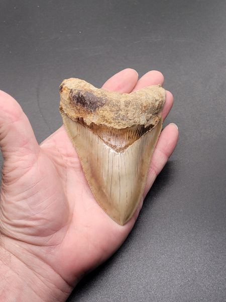 #1089 killer Indonesian Megalodon shark tooth