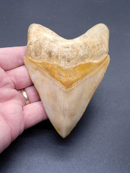 #1091 killer colored Indonesian Megalodon shark tooth