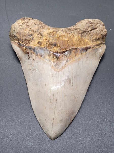 #1094 Huge! Repaired 6.22" Indonesian Megalodon shark tooth