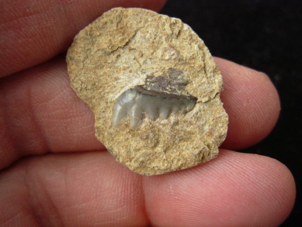 Peripristis Semicircularis (Shark Tooth) Missouri